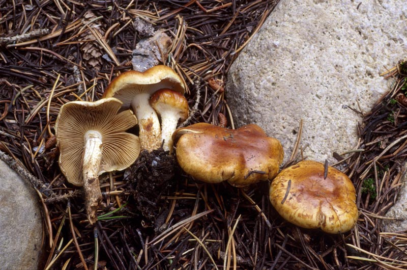 Pholiota carbonaria 